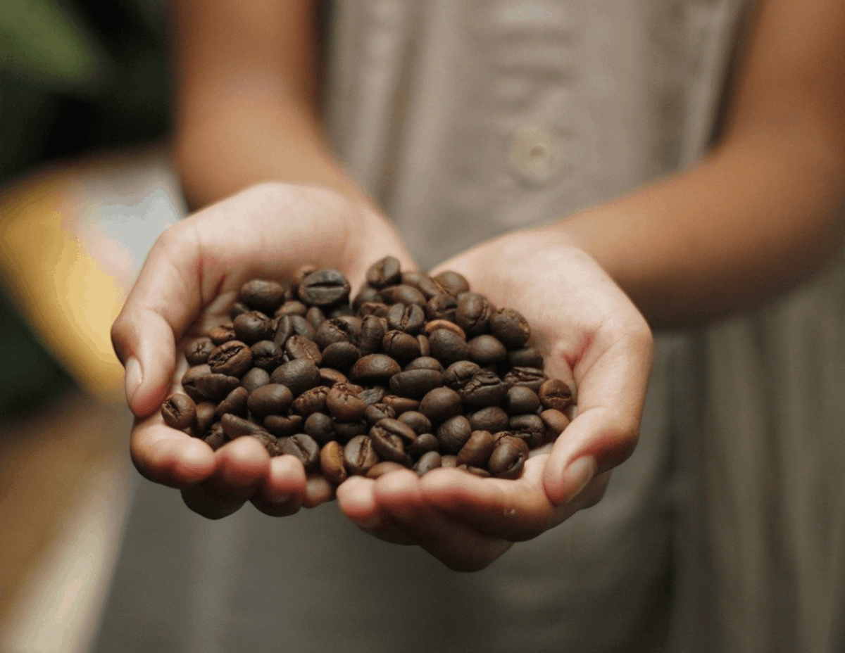 Raw coffee beans at the hand of a children