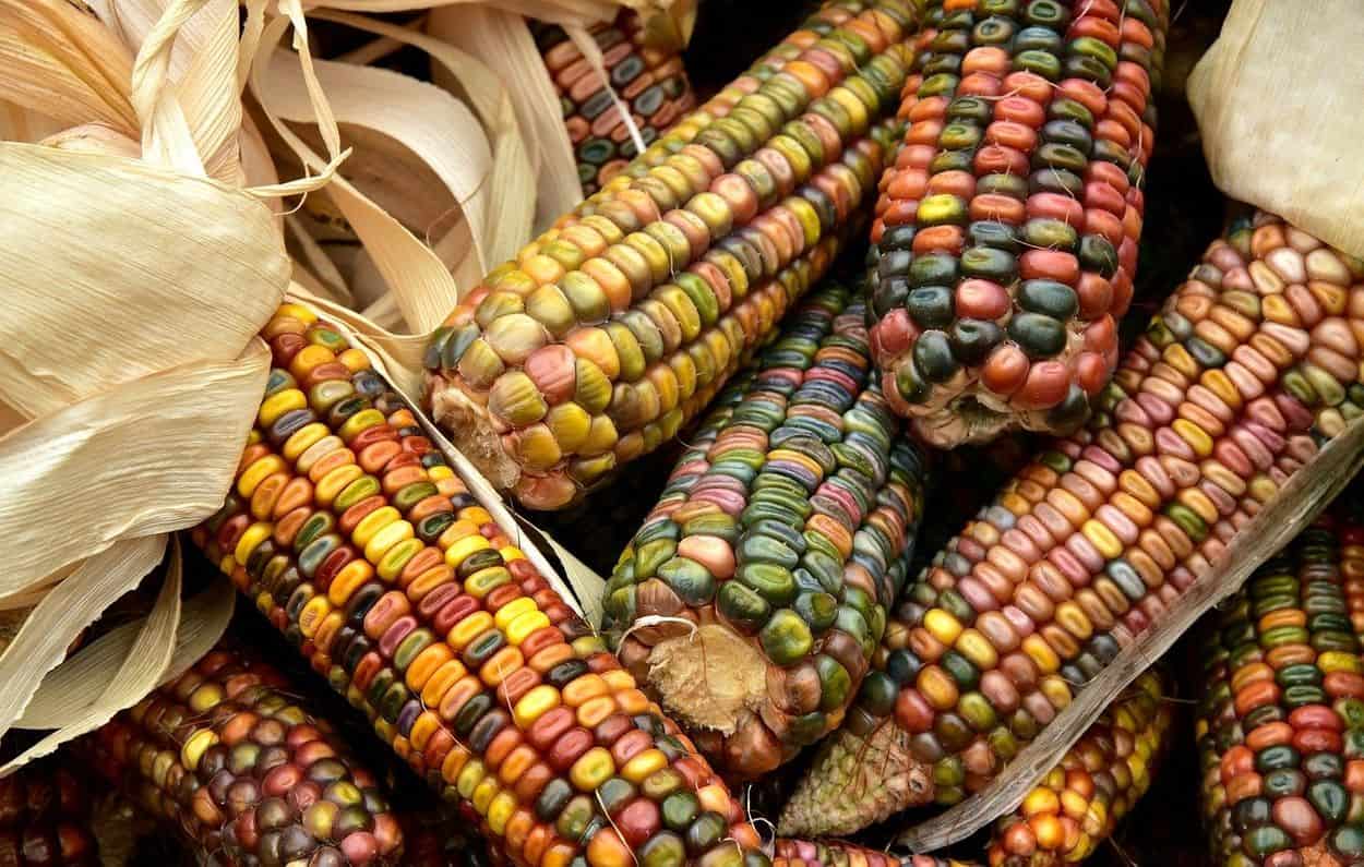 Colorful corns.