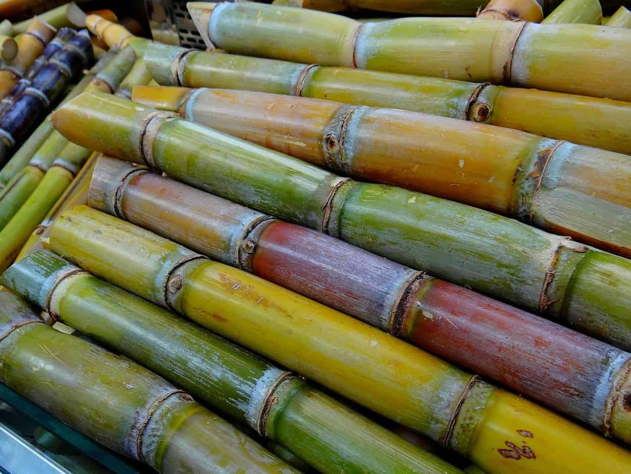 Sugar canes.